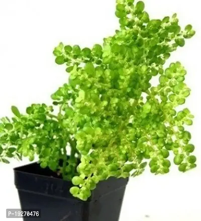 Plantsworld Pilea microphylla Live Plant