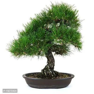 Go4plants Pine Tree/ Pinus roxburghii live plant with pot (pack of 1)