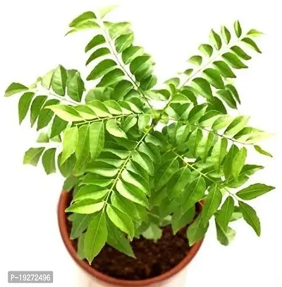 The Nursery Curry Leaf Plant (Pack of 1)