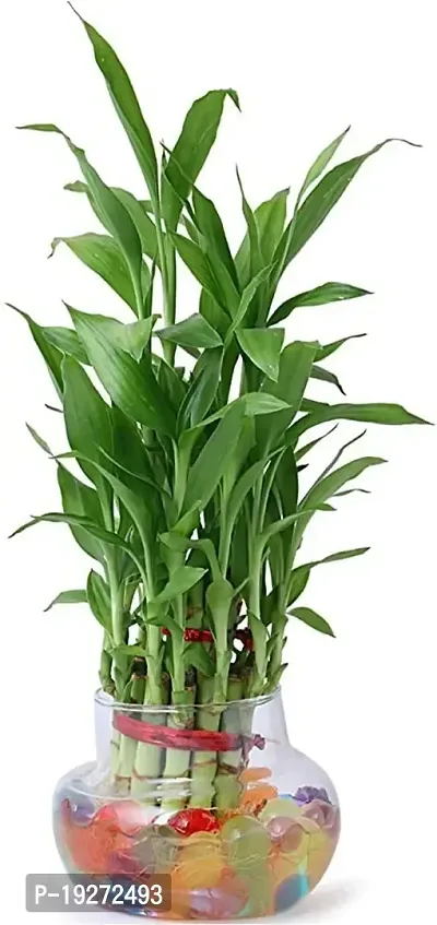 The Nursery Two Layer Bamboo Plant (Pack of 1)