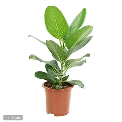 Patpert Agrotech Live Banyan-Bargad Plant(1 Healthy Live Plant On Poly bag)-thumb0