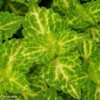 Plantsworld Coleus Electric Lime Live Plant