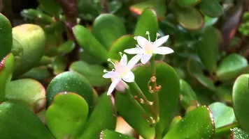 Bhajanlal Greenery Indoor Crassula Good Luck Button Jade Plant with 4 Inch Plastic Pot (Lucky Plant Air Purifier)-thumb4