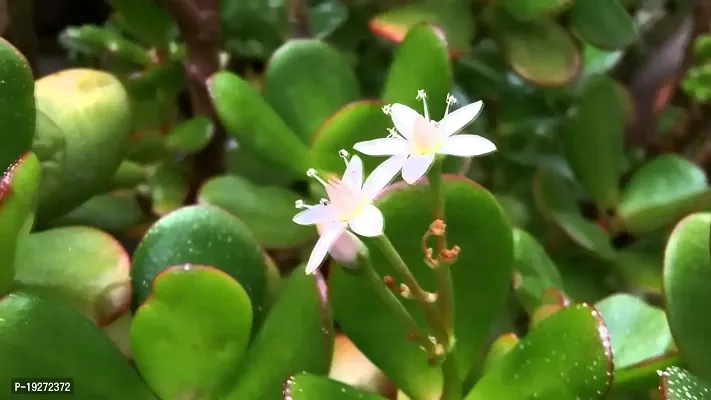 Bhajanlal Greenery Indoor Crassula Good Luck Button Jade Plant with 4 Inch Plastic Pot (Lucky Plant Air Purifier)-thumb5