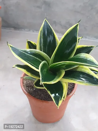 Go4plants Sansevieria ?Black gold? live plant with pot