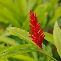 Plant Nursery Online Alpinia Purpurata, Red Ginger Plants (Pack of 2) - Live Plants-thumb2