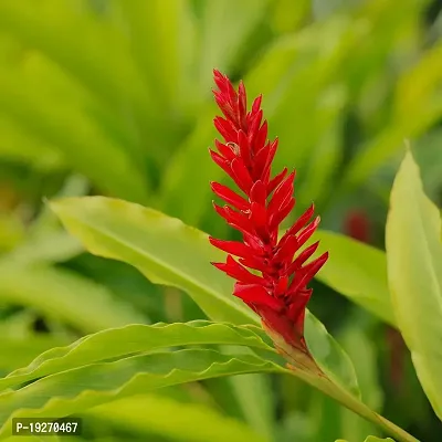 Plant Nursery Online Alpinia Purpurata, Red Ginger Plants (Pack of 2) - Live Plants-thumb3