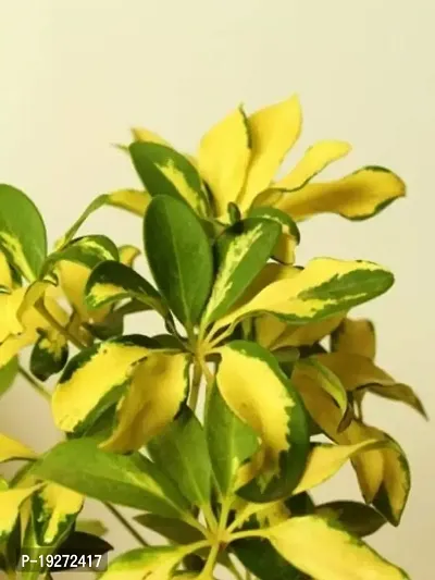 The Plant Store | Schefflera | Dwarf Umbrella Tree | Schefflera arboricola | Indoor Plant