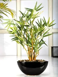 Rameshvar Enterprises | Green Bamboo (Bambusoideae) Live Plant-thumb2