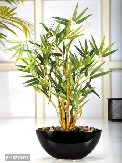 Rameshvar Enterprises | Green Bamboo (Bambusoideae) Live Plant-thumb3