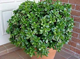 Bhajanlal Greenery Indoor Crassula Good Luck Button Jade Plant with 4 Inch Plastic Pot (Lucky Plant Air Purifier)-thumb3