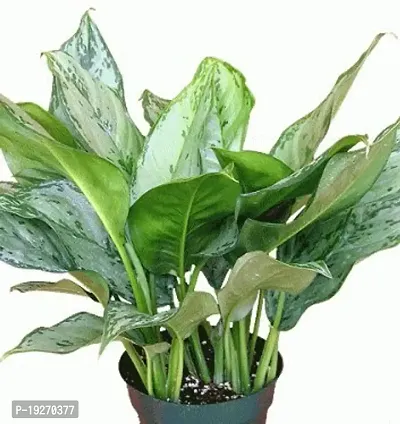 Plantsworld Aglaonema Green Live Plant