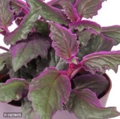 Plantsworld Gynura aurantiaca - Purple Velvet Live Plant