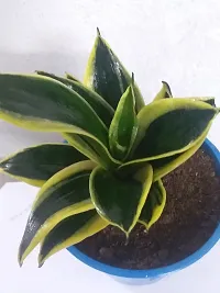 Go4plants Sansevieria ?Black gold? live plant with pot-thumb1