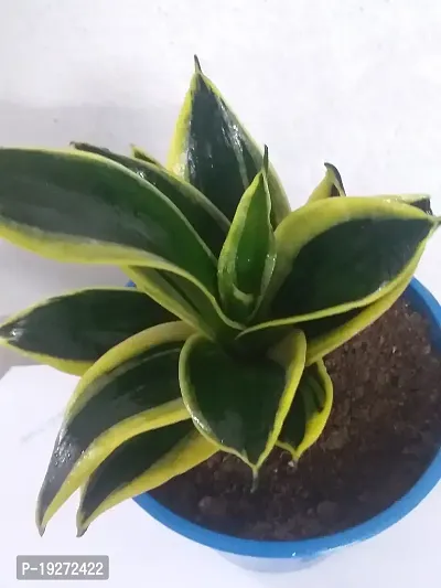 Go4plants Sansevieria ?Black gold? live plant with pot-thumb2