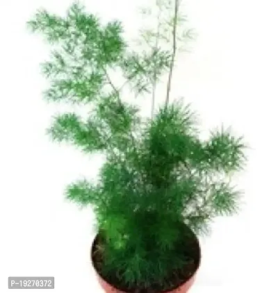 Plantsworld Asparagus myriocladus Live Plant-thumb0