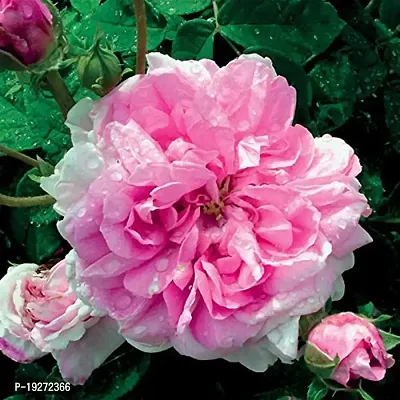 Leaf Gardening Rose Plant (Whitish Pink) Outdoor Pink Live Flowering Plant-thumb0