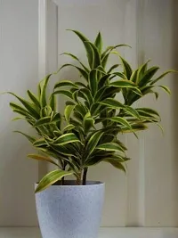 The Plant Store | Song of India Live Plant | Dracaena reflexa | Indoor Foliage Plant-thumb2