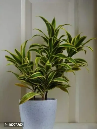 The Plant Store | Song of India Live Plant | Dracaena reflexa | Indoor Foliage Plant-thumb3