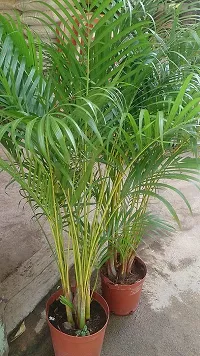 The Plant HUB Areca Palm Healthy Live Indoor  Outdoor Plant with Pot-thumb3