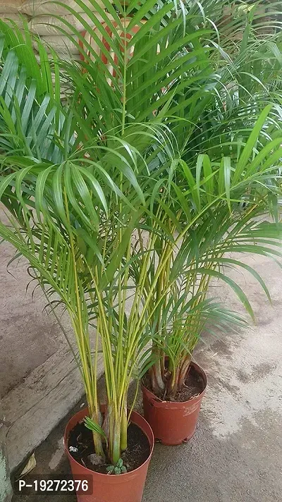 The Plant HUB Areca Palm Healthy Live Indoor  Outdoor Plant with Pot-thumb4