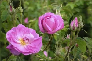Leaf Gardening Rose Plant (Whitish Pink) Outdoor Pink Live Flowering Plant-thumb1