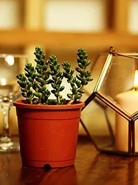 The Plant Store | Bonsai Sedum | Sedum furfuraceum | Succulent-thumb2