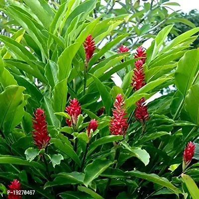 Plant Nursery Online Alpinia Purpurata, Red Ginger Plants (Pack of 2) - Live Plants