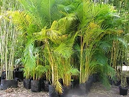 The Plant HUB Areca Palm Healthy Live Indoor  Outdoor Plant with Pot-thumb1