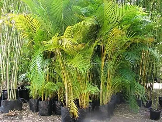 The Plant HUB Areca Palm Healthy Live Indoor  Outdoor Plant with Pot-thumb2