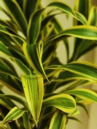 The Plant Store | Song of India Live Plant | Dracaena reflexa | Indoor Foliage Plant-thumb1