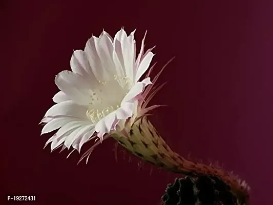 Pots and Plants Flowering Ball Cactus Plant / Christmas Cactus Plant / Compass Cactus / Schlumbergera Plant / Cactus Species / Spring-Flowering Live Plant / Holiday Cactus,Green-thumb2