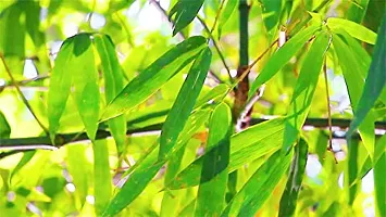 Rameshvar Enterprises | Green Bamboo (Bambusoideae) Live Plant-thumb1