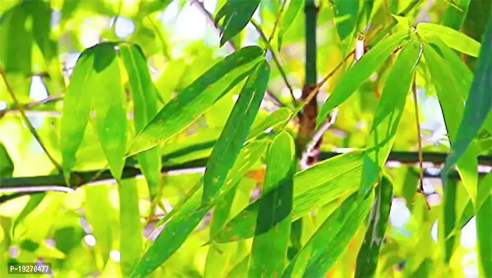 Rameshvar Enterprises | Green Bamboo (Bambusoideae) Live Plant-thumb2