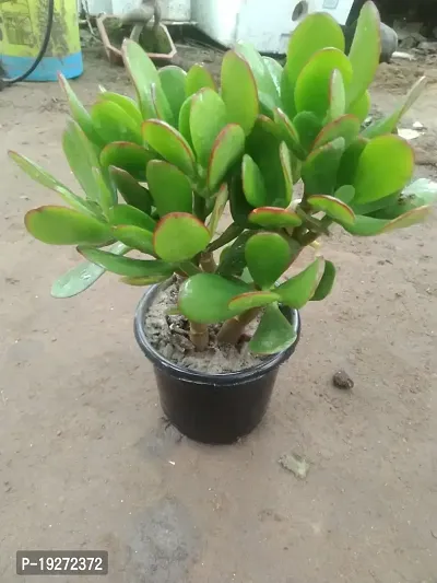 Bhajanlal Greenery Indoor Crassula Good Luck Button Jade Plant with 4 Inch Plastic Pot (Lucky Plant Air Purifier)-thumb0