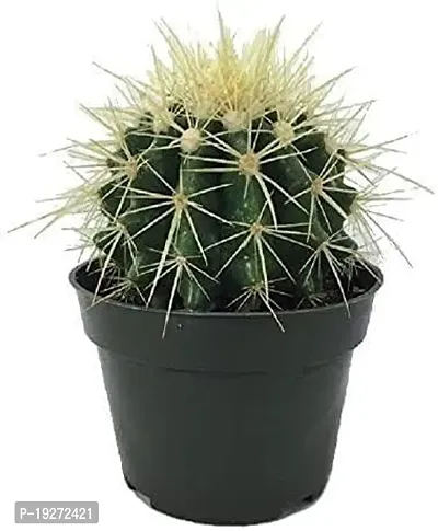 The Nursery Barrel Cactus Plant (Hybrid, Pack of 1)