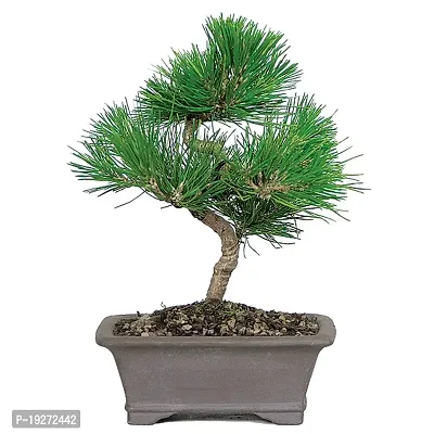 Go4plants Pine Tree/ longleaf Indian pine live plant with pot (pack of 1)