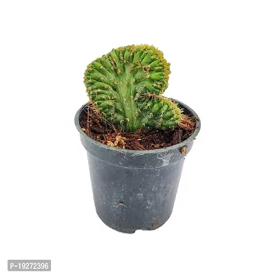 Plantshive Cactus Indoor Plant with Plastic 4inchpot, White (PH1161)