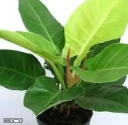 Plantsworld Philondendron Big Live Plant