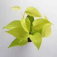 Biotech Gardening Indoor Golden Money Plant (Pot included)-thumb1