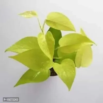 Biotech Gardening Indoor Golden Money Plant (Pot included)-thumb2