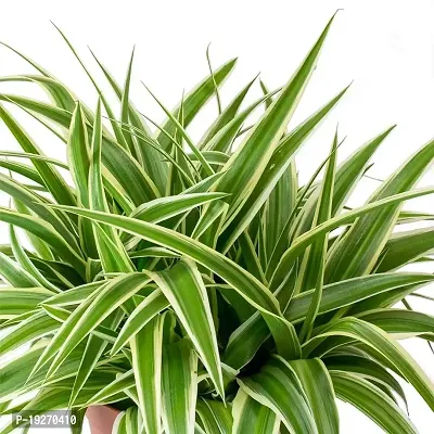 Ayansh Plant Live Indoor Plant Chlorophytum Comosum Chlorophytum, Spider Beautiful Plants For Home Air Purifier Garden Plant(1 Healthy Live Plant)-thumb0