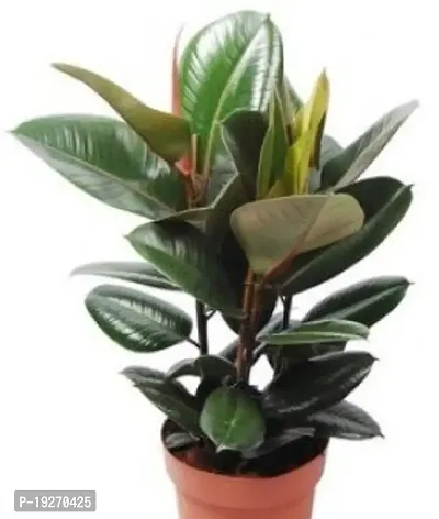 Plantsworld Ficus elastica - Baby Rubber Live Plant