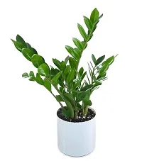 PlantaZee Go4plants ZZ Plant, Zamia Air Purifer Plant With Plastic Pot (Zamioculcas Zamiifolia)-thumb1