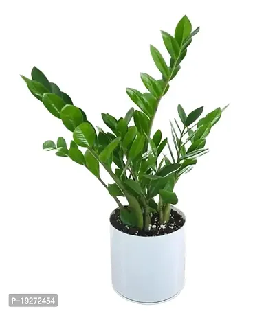 PlantaZee Go4plants ZZ Plant, Zamia Air Purifer Plant With Plastic Pot (Zamioculcas Zamiifolia)-thumb2