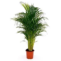 The Plant HUB Areca Palm Healthy Live Indoor  Outdoor Plant with Pot-thumb2