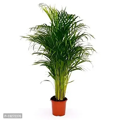 The Plant HUB Areca Palm Healthy Live Indoor  Outdoor Plant with Pot-thumb3