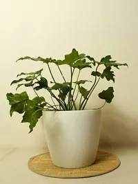 The Plant Store | Xanadu Live Plant | Xanadu Philodendron | Indoor Foliage Plant-thumb2