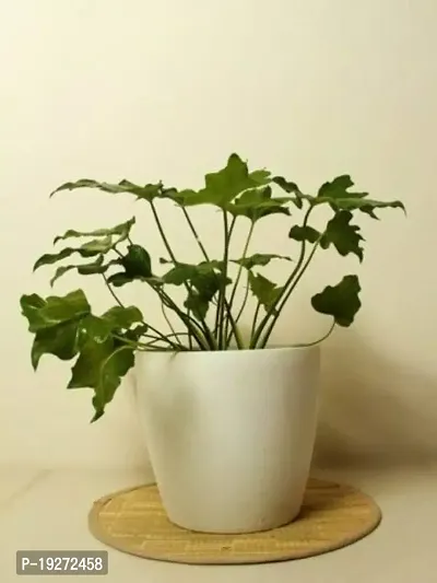 The Plant Store | Xanadu Live Plant | Xanadu Philodendron | Indoor Foliage Plant-thumb3