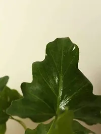 The Plant Store | Xanadu Live Plant | Xanadu Philodendron | Indoor Foliage Plant-thumb1